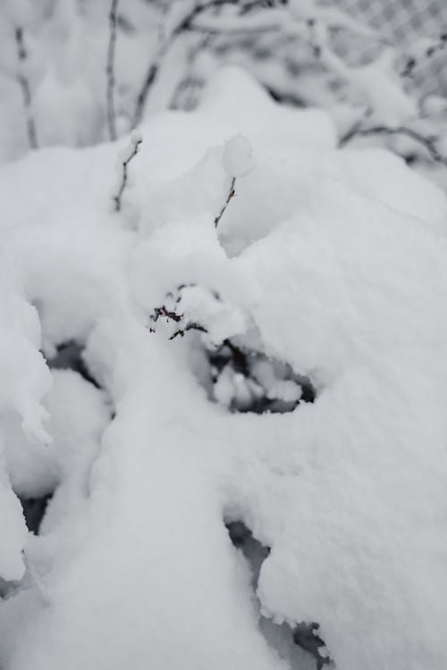 Snow Covered Leafless Twigs