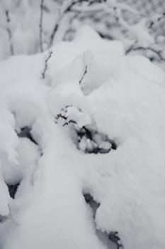 Close-up of snow-covered twigs in a serene Estonian winter landscape.