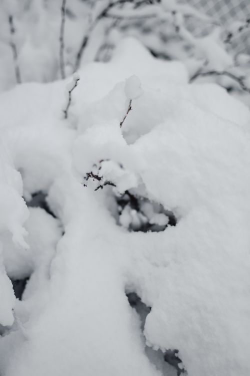 Free Close-up of snow-covered twigs in a serene Estonian winter landscape. Stock Photo