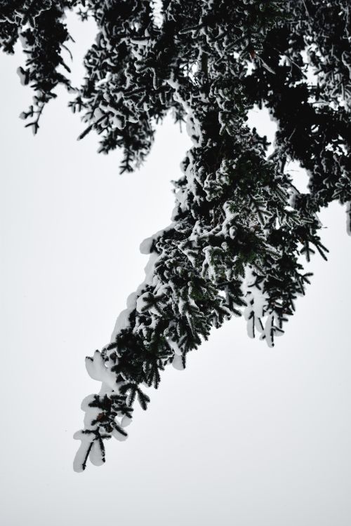 Free Close-up of a snow-covered evergreen branch against a winter sky in Estonia. Stock Photo