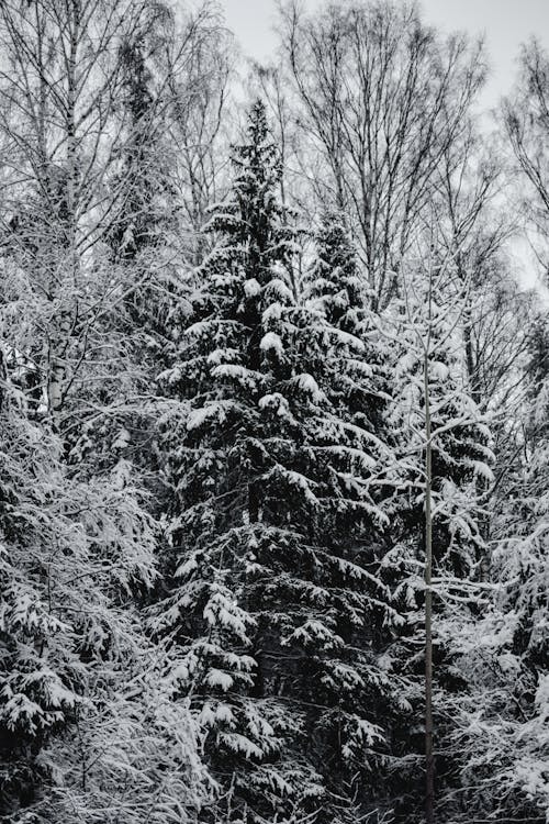 Snow Covered Trees on Winter Season