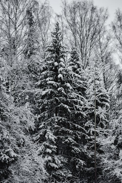 Fotobanka s bezplatnými fotkami na tému chladný, mrazivo, sezóna