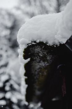 Detailed view of snow-covered moss highlighting winter textures in nature.