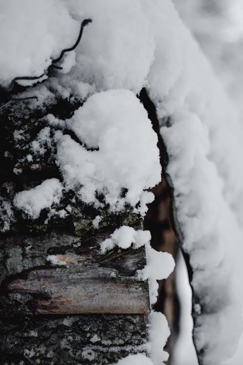 Free Snow Covered Pile of Logs Stock Photo