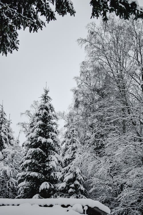 Snow Covered Roof Beside Snow Covered Trees