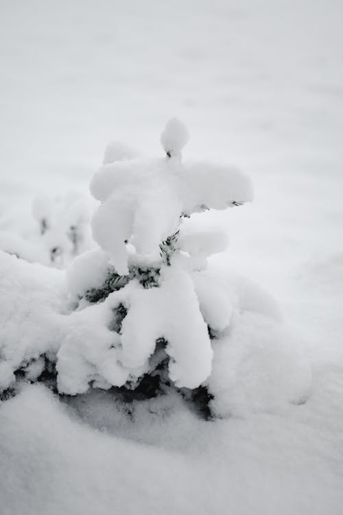 Kostenlos Schneebedeckte Grüne Blattpflanze Stock-Foto