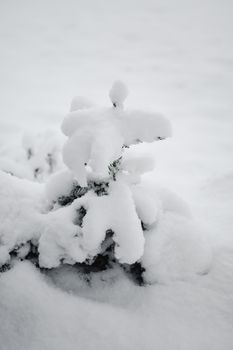 A serene winter scene with snow-laden branches, capturing the beauty of a frosty day.