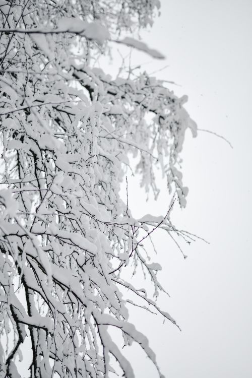 Free A serene winter scene of snow-laden tree branches in Estonia, capturing the essence of cold beauty. Stock Photo