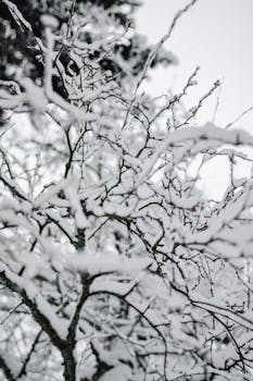 Close-up of tree branches covered in snow during an Estonian winter.