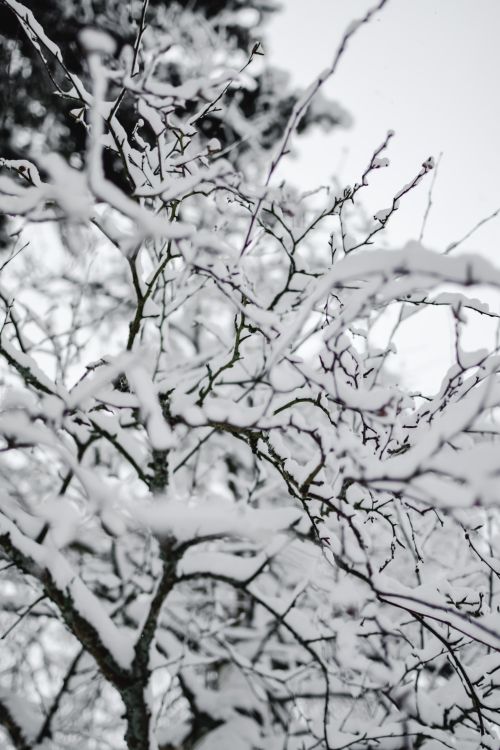 Free Close-up of tree branches covered in snow during an Estonian winter. Stock Photo