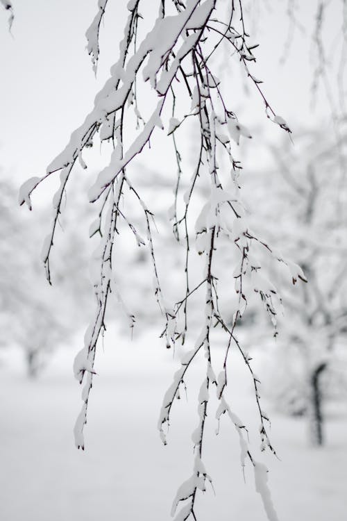 Close-Up Shot of Snow-Covered Tree Branches