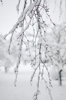 Close-up view of snow-covered tree branches in a serene Estonian winter scene.