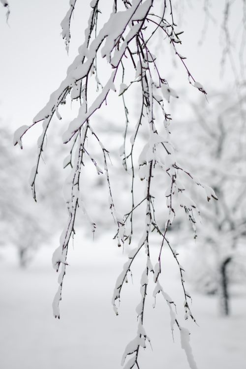 Free Close-up view of snow-covered tree branches in a serene Estonian winter scene. Stock Photo