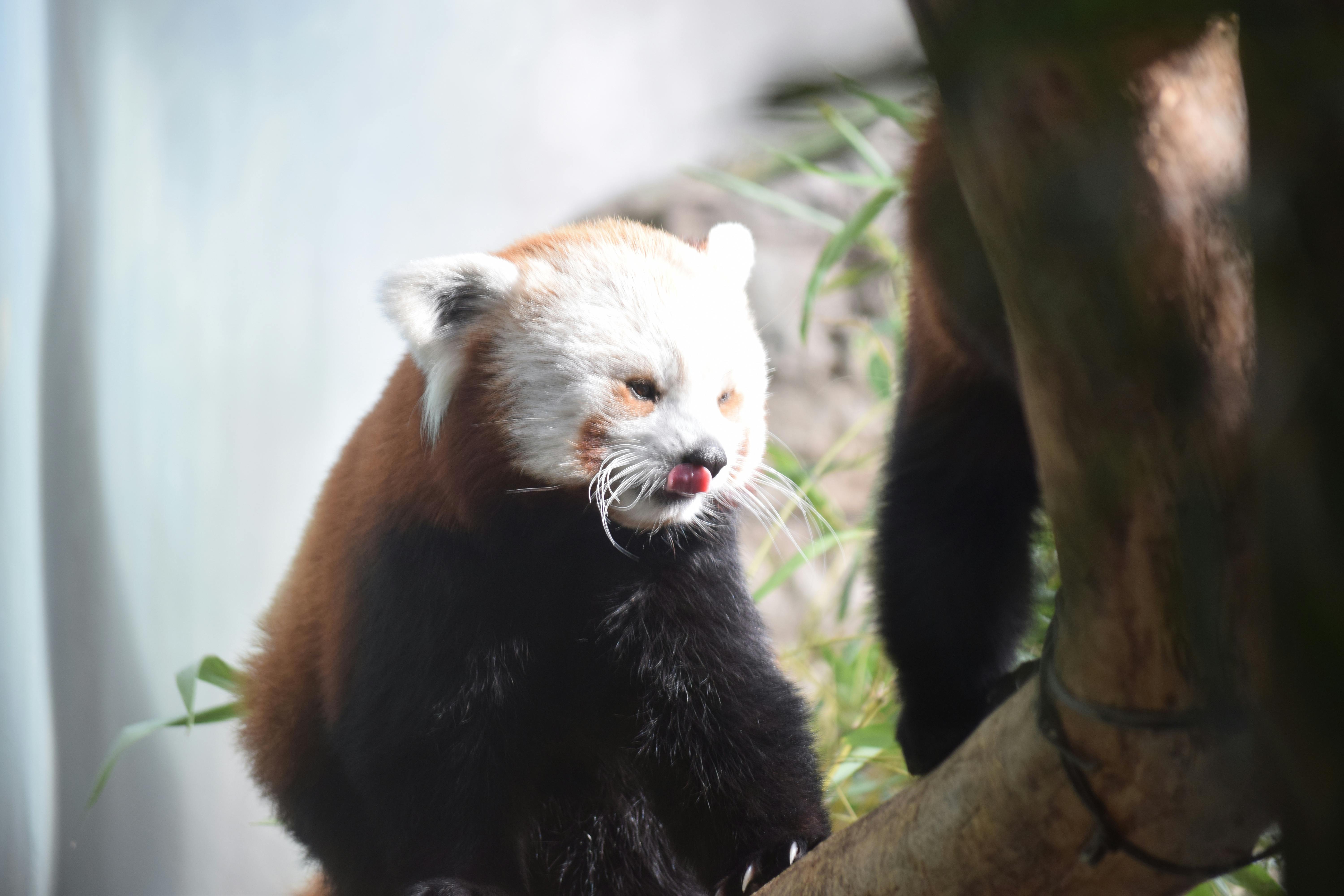 Streaming app interface on a smartphone displaying playlists and charts