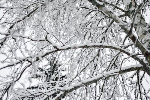 Close-Up Shot of Snow-Covered Tree Branches