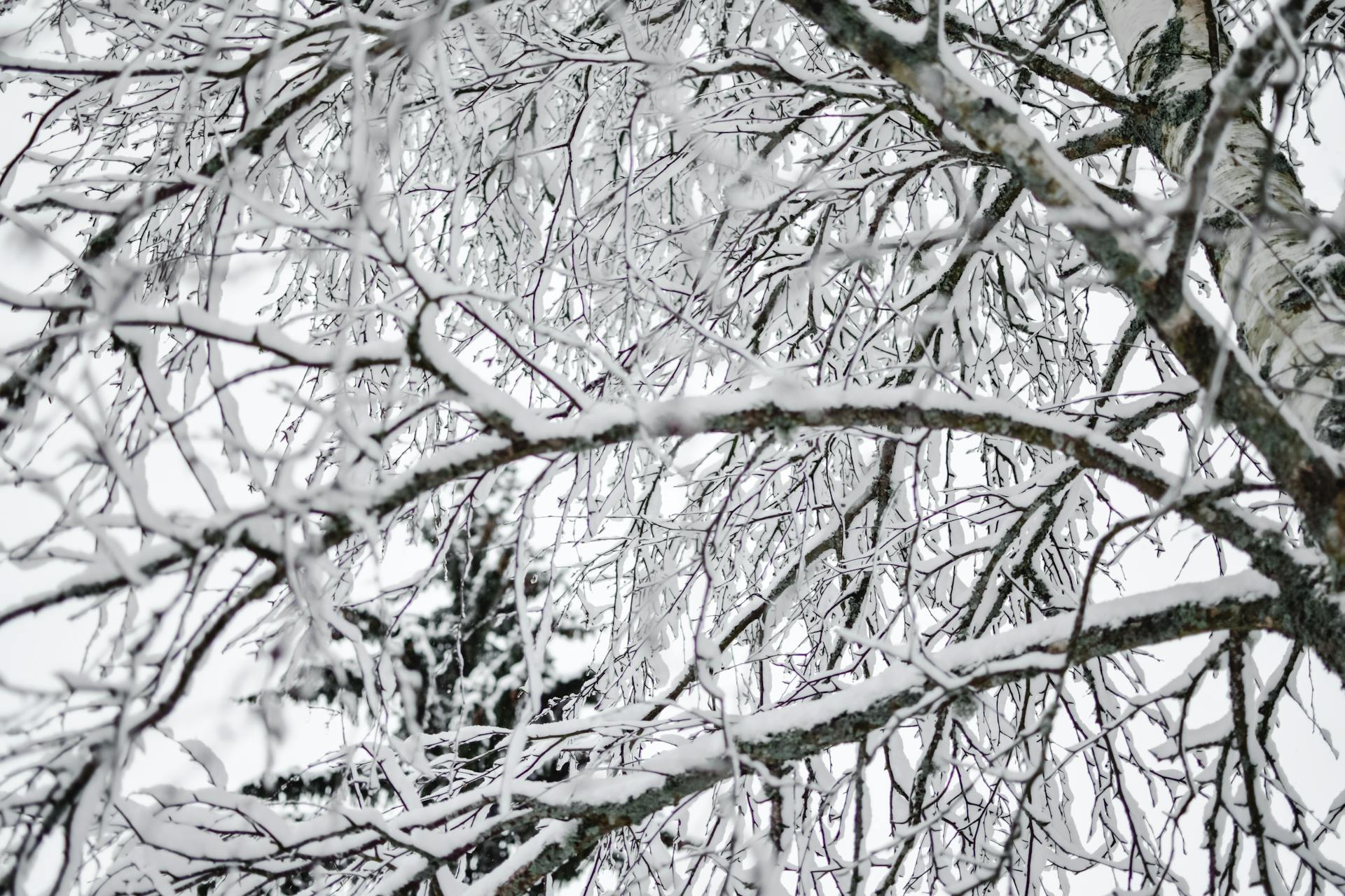 Close-up view of snow-covered tree branches in a serene Estonian winter setting.