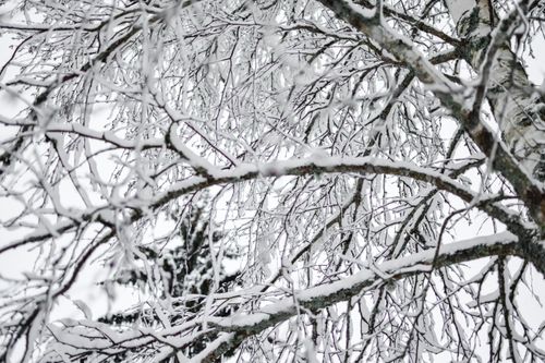 Free Close-up view of snow-covered tree branches in a serene Estonian winter setting. Stock Photo
