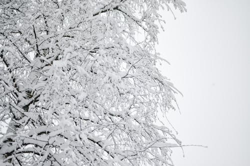 Close-Up Shot of Snow-Covered Tree Branches