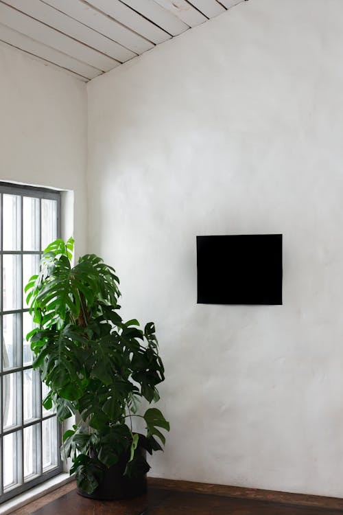 Blackboard on wall near plant and window in room