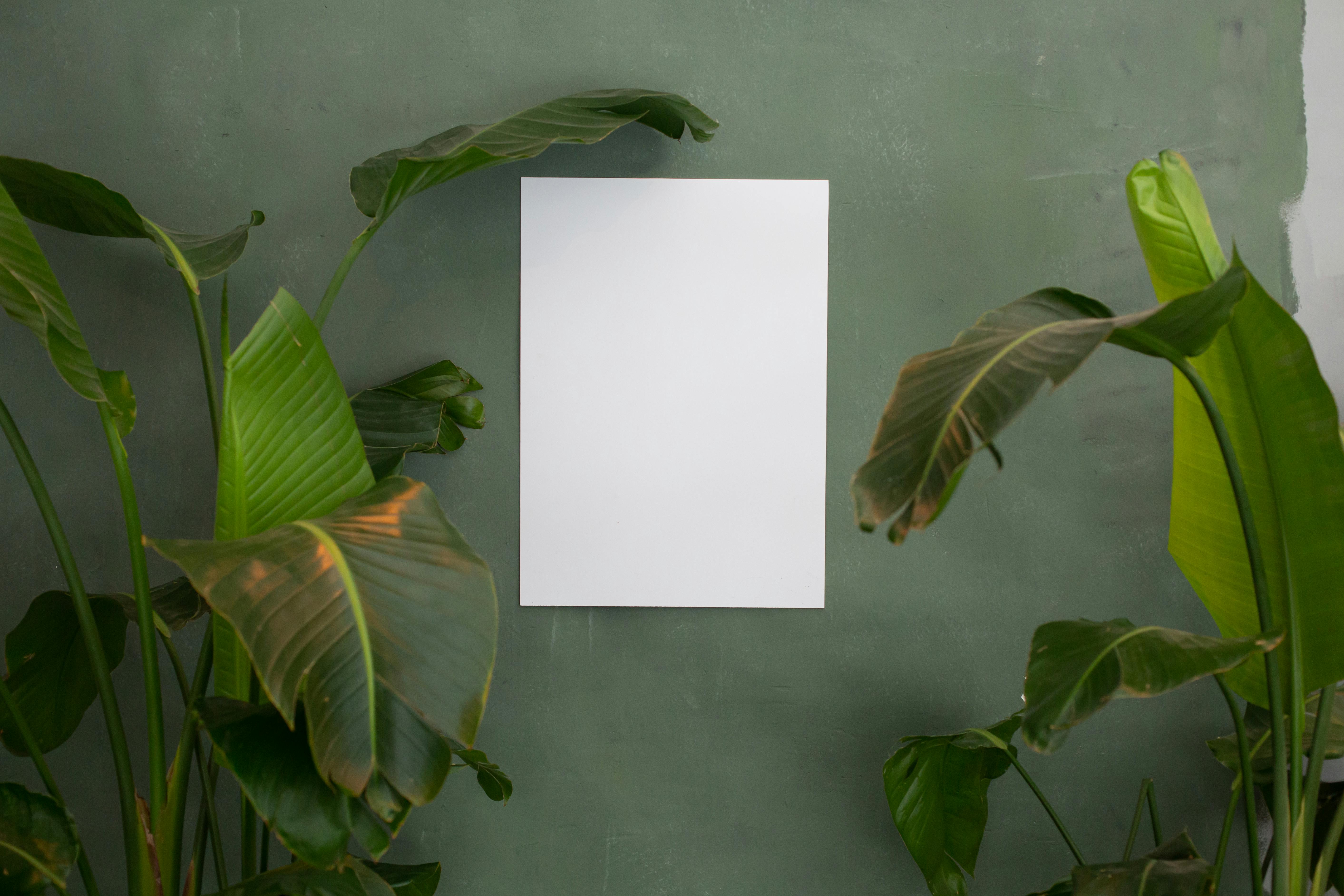 Empty light room with white canvas placed on wall near green potted plants