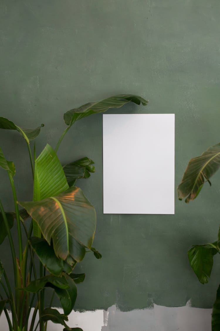 Empty Paper On Green Wall