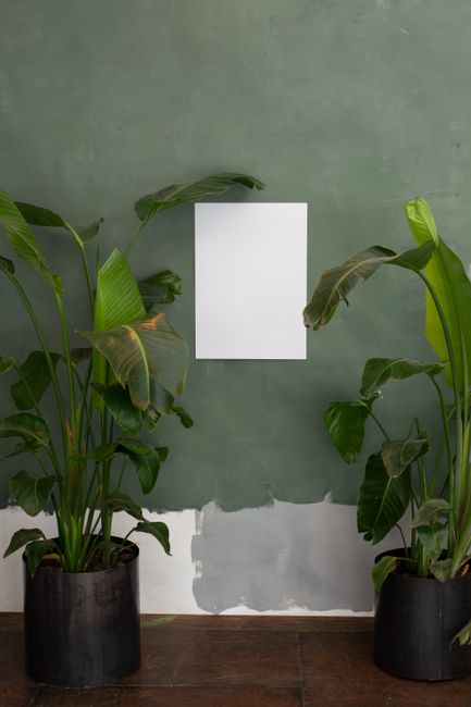 Tall potted glowers with lush foliage near green wall with white mock up paper with copy space in light room