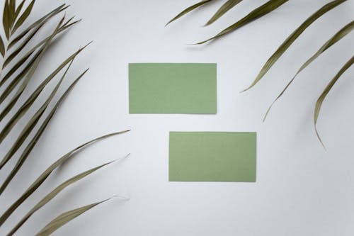Top view of green mock up business cards placed on white background near plant with lush leaves in modern studio
