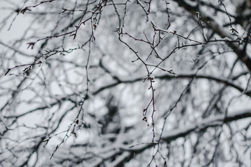 Free Snow-covered bare branches creating a winter landscape in Estonia. Stock Photo