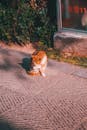 Cat Grooming Itself on a Pavement