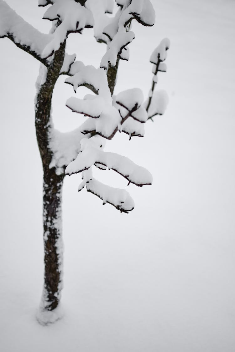 Close Up Photo Of Tree Branches With Snow