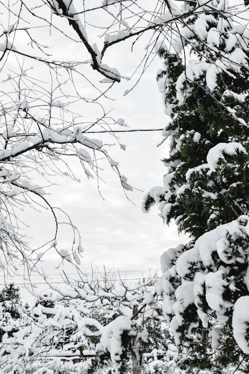 Close Up Photo of Tree Branches with Snow