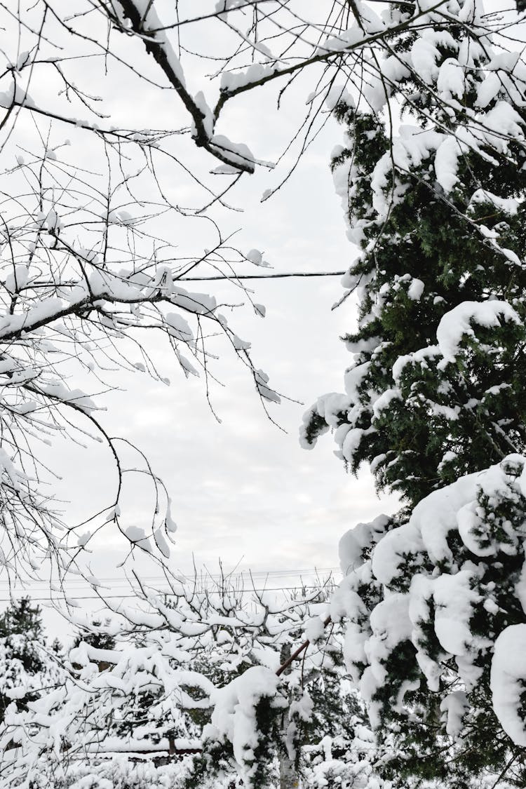 Close Up Photo Of Tree Branches With Snow