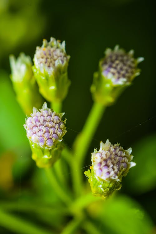 Free Close-Up Shot of Flower Buds Stock Photo