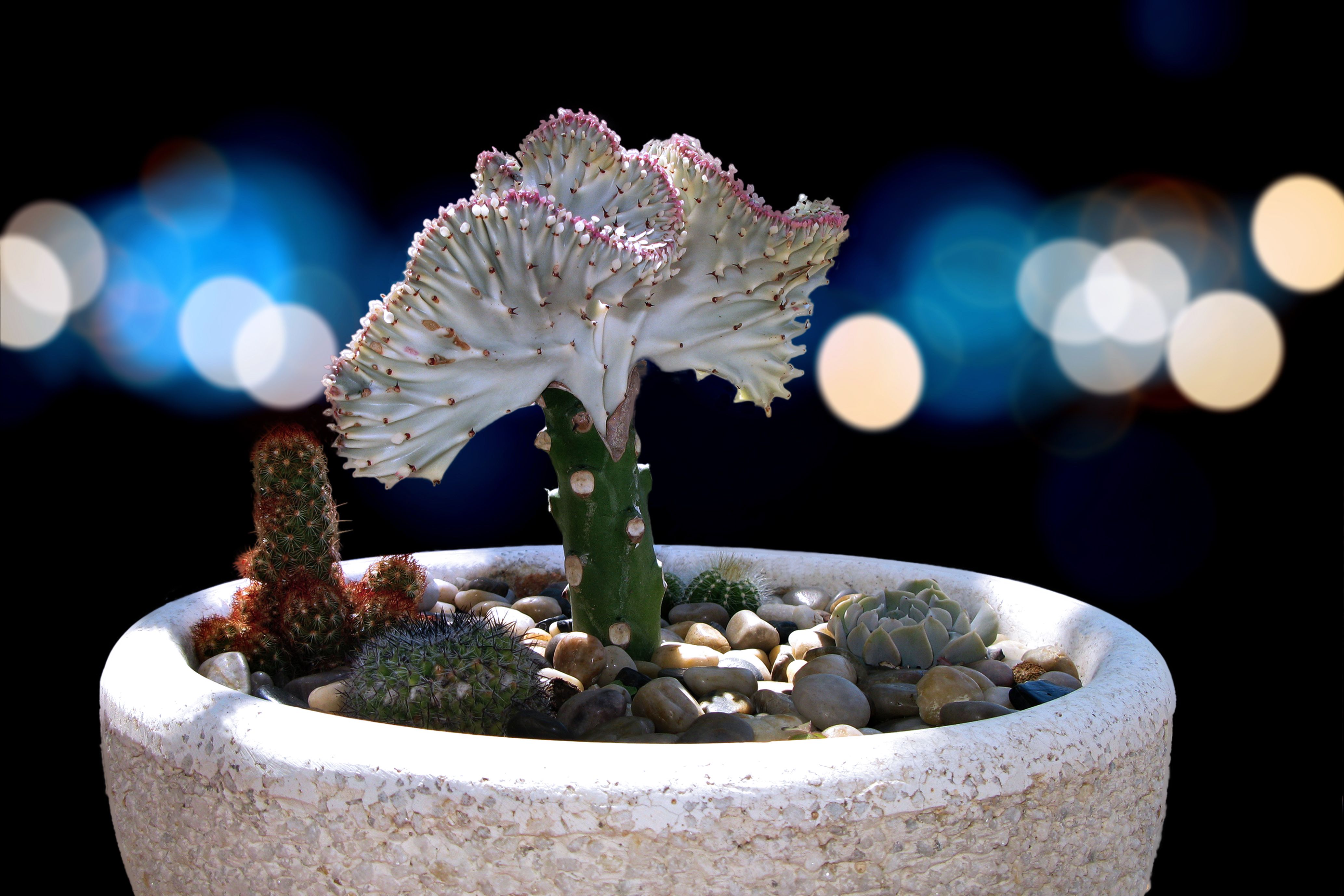 Euphorbia lactea Cristata