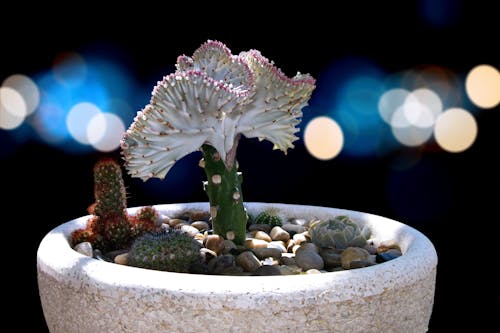 Close-Up Shot of a Plant 