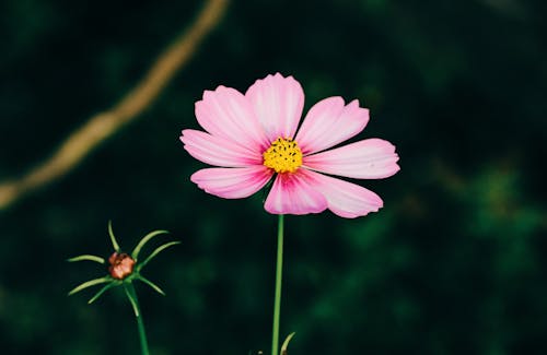 Free Blooming pink flower on thin stem Stock Photo