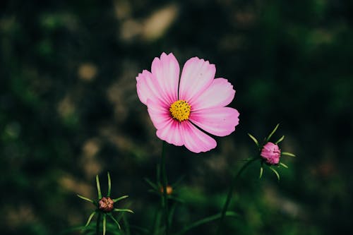 コスモスの花, つぼみ, ナチュラルの無料の写真素材