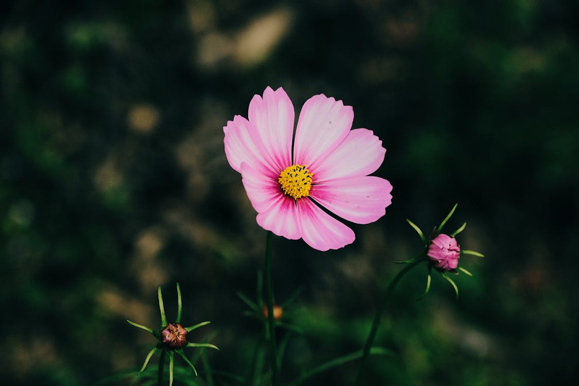 Imagine de stoc gratuită din aromă, blând, botanic