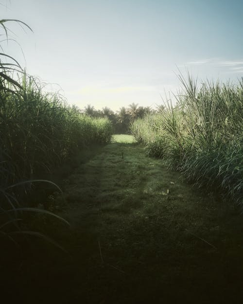 Groen Grasveld Onder Blauwe Hemel