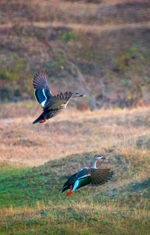 Mallards flying over grassy meadow in nature
