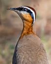 Wild bird with black eyestripe on head