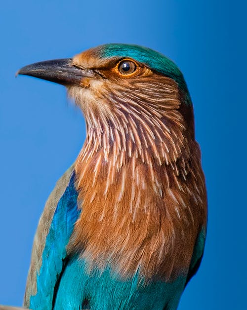 Coracias benghalensis bird from family Coraciidae with brown feathers on neck and blue wings against vivid background