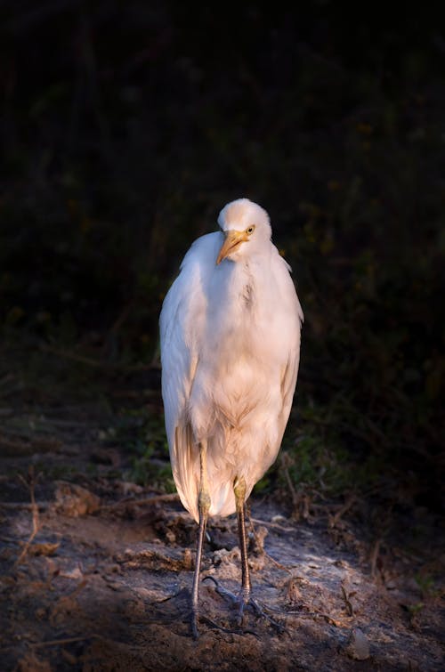 White Bubulcus ibis species of heron family found in tropics standing on ground against blurred green plants