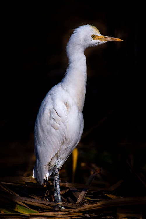 White egret on dry grass in nature
