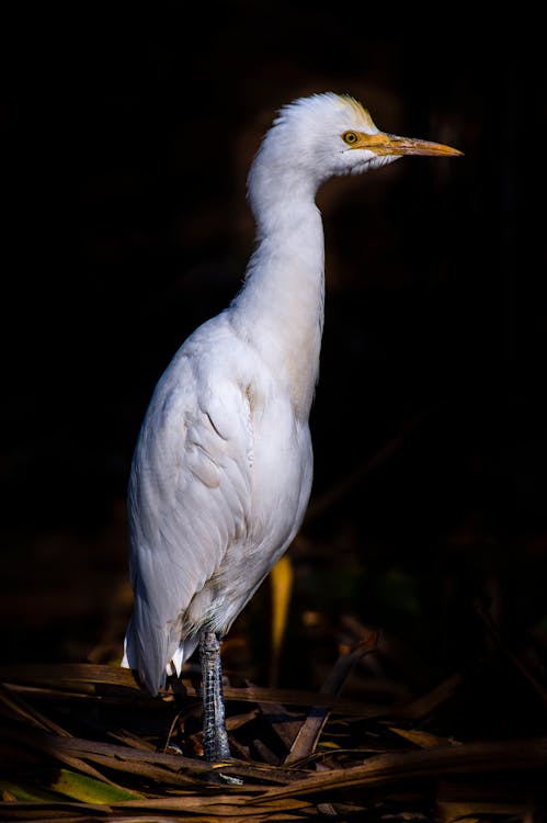 Darmowe zdjęcie z galerii z bilon, biologia, bubulcus ibis