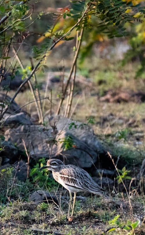 Side view of Burhinus oedicnemus wild black bill and long legs in nature against stones