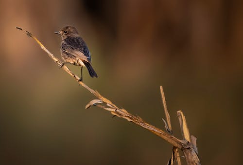 Small Indian chat bird on dry branch