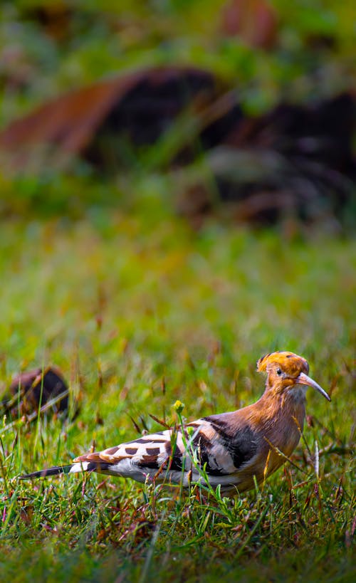 Side view of wild hoopoe with orange crest on head standing on green grass