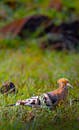 Wild hoopoe bird with striped plumage