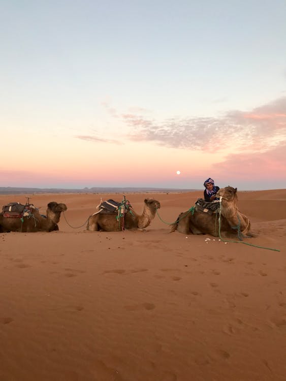 Foto profissional grátis de animais, árido, camelos